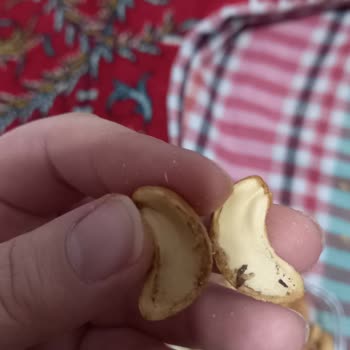 Beykoz BİM Şubesinde Simbat Çerezlerde Böceklenme Ve Ücret İadesi