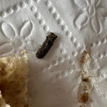 UNO Ekmeğinde Plastik Parça Bulunması Sağlık Endişesi Ve Telafi Talebi