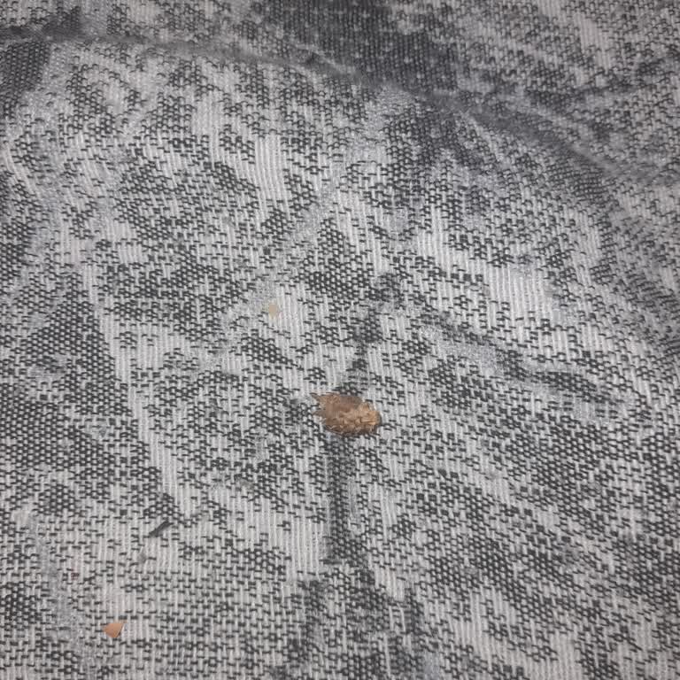 Şok Market Amigo Tuzlu Çekirdeğinde Dikenli Tohum Çıktı, Sağlık Riski