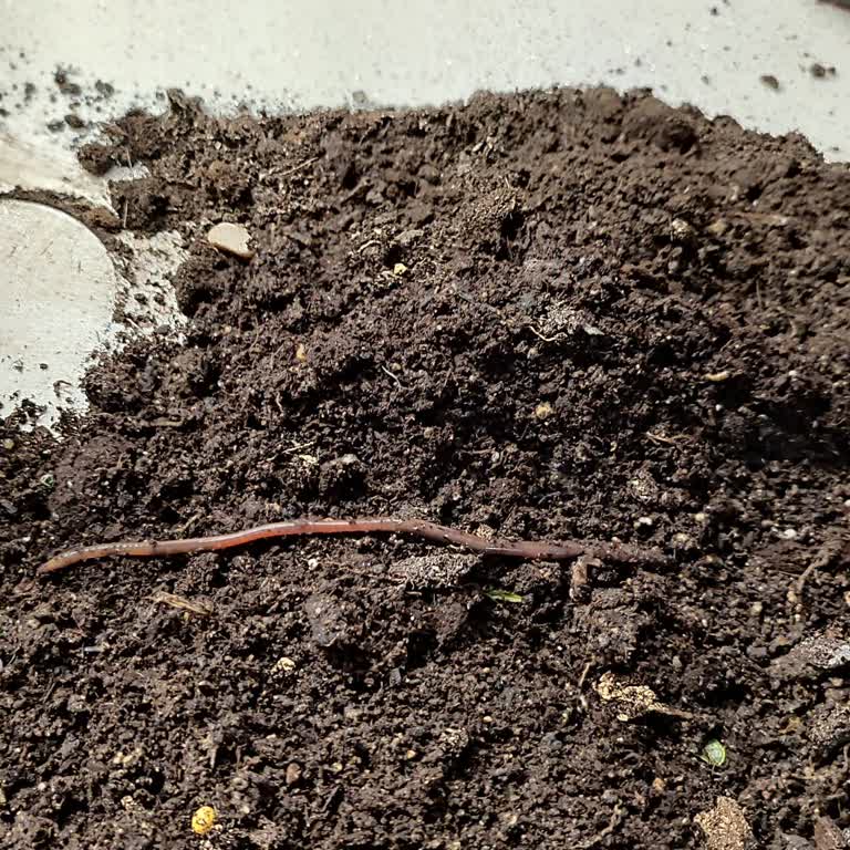 Zeytin Ağacında Solucan Ve Kök Çürüklüğü Nedeniyle İade Talebi