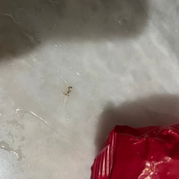 Filiz Makarna Kurtlu Bir Makarnayı Asla Tüketmek İstemiyorum