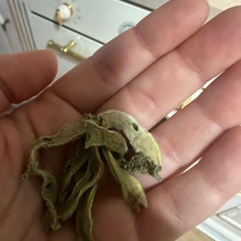 Bayat Kurutulmuş Ürün Satışı Ve İade Talebi