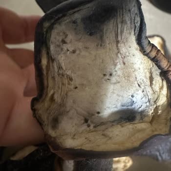 Bayat Kurutulmuş Ürün Satışı Ve İade Talebi