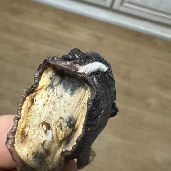 Bayat Kurutulmuş Ürün Satışı Ve İade Talebi