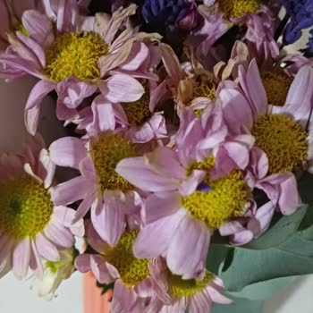 Solmuş Çiçek Teslimatı İçin Ücret İadesi Talebi