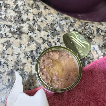 Kurtlanmış Ton Balığı Ürünleri Güvenimizi Sarsıyor Ve Sağlık Endişesi