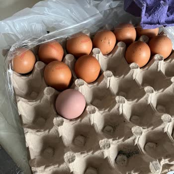 Türe Yumurta Paketi İçinde Sigara Külü Ve Bozulmuş Ürün