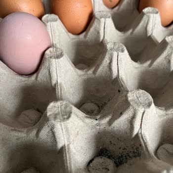 Türe Yumurta Paketi İçinde Sigara Külü Ve Bozulmuş Ürün