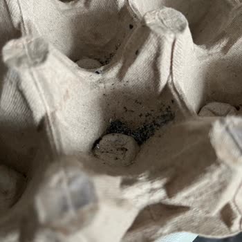 Türe Yumurta Paketi İçinde Sigara Külü Ve Bozulmuş Ürün