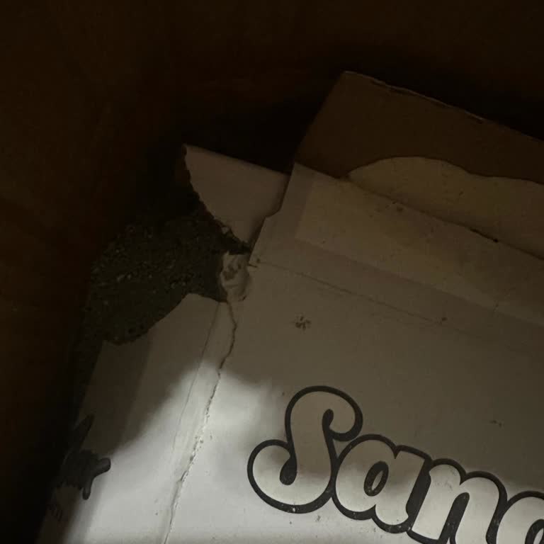 Patlak Kedi Kumu Kutusu Nedeniyle İade Ve Yeniden Gönderim Talebi