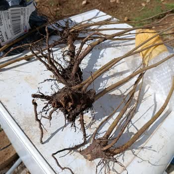 Pikan Ceviz Fidanı Beklerken Çalı Gönderildi, İade Talebi