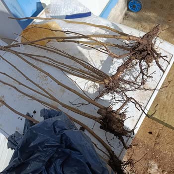 Pikan Ceviz Fidanı Beklerken Çalı Gönderildi, İade Talebi