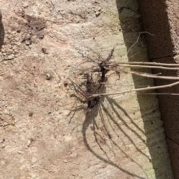 Pikan Ceviz Fidanı Beklerken Çalı Gönderildi, İade Talebi