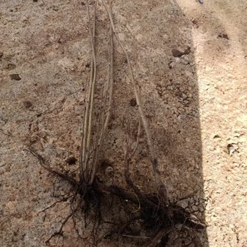 Pikan Ceviz Fidanı Beklerken Çalı Gönderildi, İade Talebi