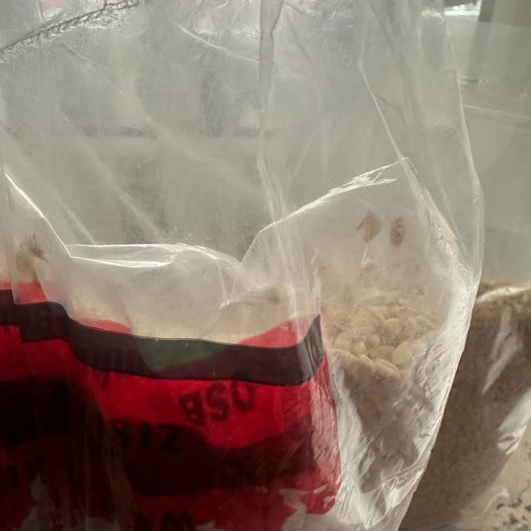 İpek Değirmen Aşurelik Buğday Ve Bulgurda Süresi Gelmemiş Olmasına Rağmen Çürüme Ve Çözüm İstiyorum