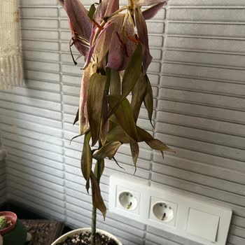 Hediye Olarak Gelen Lilyum Çiçeği Solmuş Ve Cansız