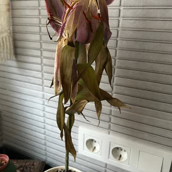 Hediye Olarak Gelen Lilyum Çiçeği Solmuş Ve Cansız