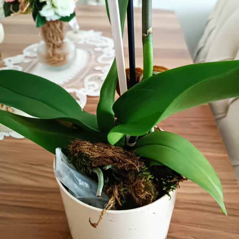 Eksik Not Ve Özensiz Orkide Teslimatı