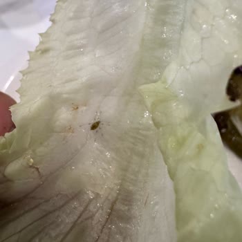 Açık Büfede Marullarda Canlı Böcek Görüldü, Hijyen İncelemesi Gerekiyor