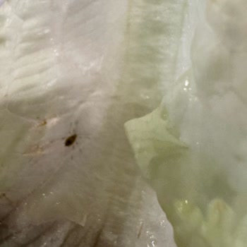 Açık Büfede Marullarda Canlı Böcek Görüldü, Hijyen İncelemesi Gerekiyor