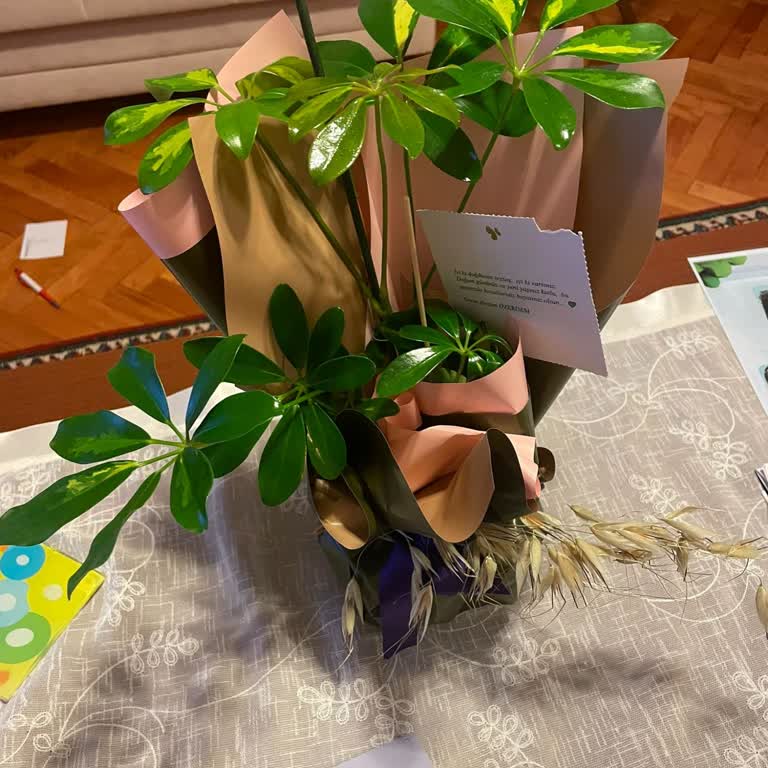 Büyük Ve Gösterişli Şeflera Söz Verildi, Küçük Ve Çirkin Gönderildi