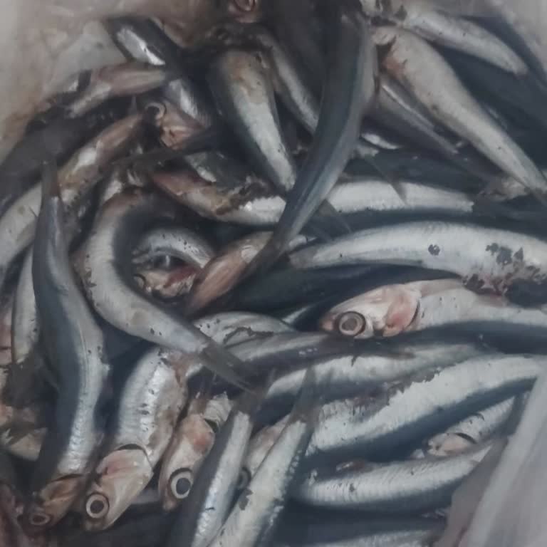 Taze Söylenen Hamsi Bayat Çıktı Ve Tüketilemedi