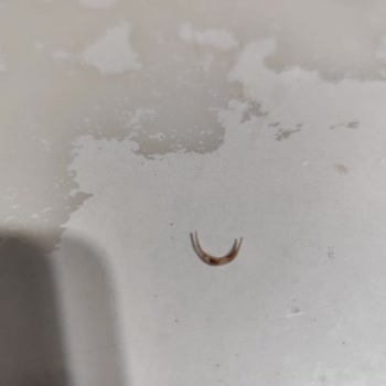 Ülker Çikolatasında Tırnağa Benzer Yabancı Madde Çıktı!