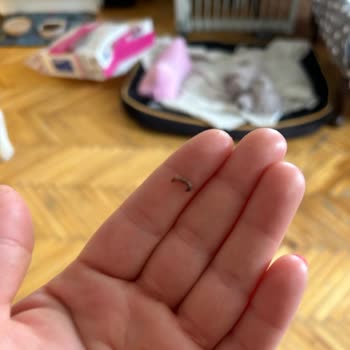 Hill's Pet Mamada Küf Sorunu