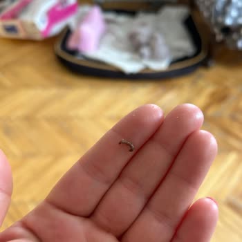 Hill's Pet Mamada Küf Sorunu