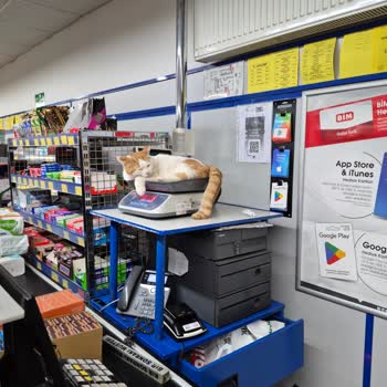 Ankara BİM Şubesinde Kedili Tartı Hijyen İhlali