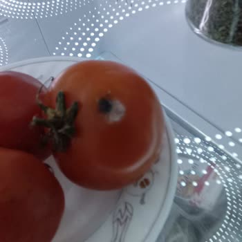 Garanti Kapsamındaki Vestel Buzdolabının Soğutmama Sorunu Ve Değişim Talebi