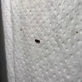 A101 Çekirdek Paketi İçinde Böcek Tespiti Sağlık Ve Hijyen Endişesi