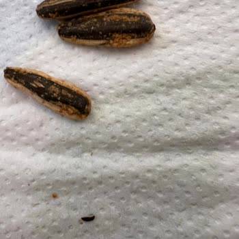 A101 Çekirdek Paketi İçinde Böcek Tespiti Sağlık Ve Hijyen Endişesi