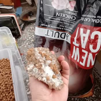 Lider Pet Food New Cat Mamada Küf Sorunu