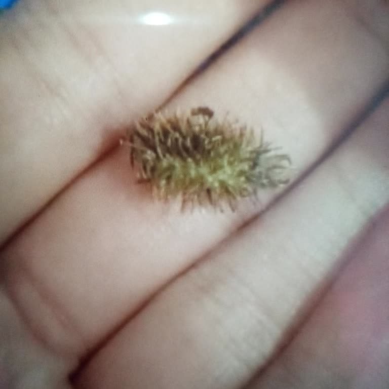 Gold Harvest Kuruyemiş Çekirdeğin İçinden Dikenli, Yabancı Bir Madde Çıktı