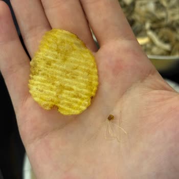 Ruffles Cips Paketi İçinden Çıkan Tüylü Yabancı Maddeye Dair Açıklama Talebi