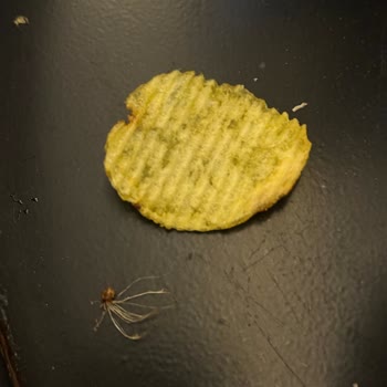 Ruffles Cips Paketi İçinden Çıkan Tüylü Yabancı Maddeye Dair Açıklama Talebi