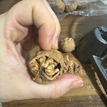 Antepsan Kabuklu Ceviz Bayat Ve Kurtlu: Özür Ve Kalite Kontrol Talebi