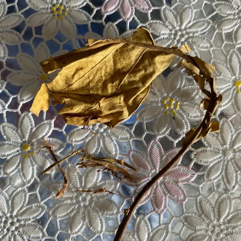 Camel Yellow Tütünde Aşırı Kıymık Ve Çöp Sorunu Kalite Beklentilerini Zedeliyor