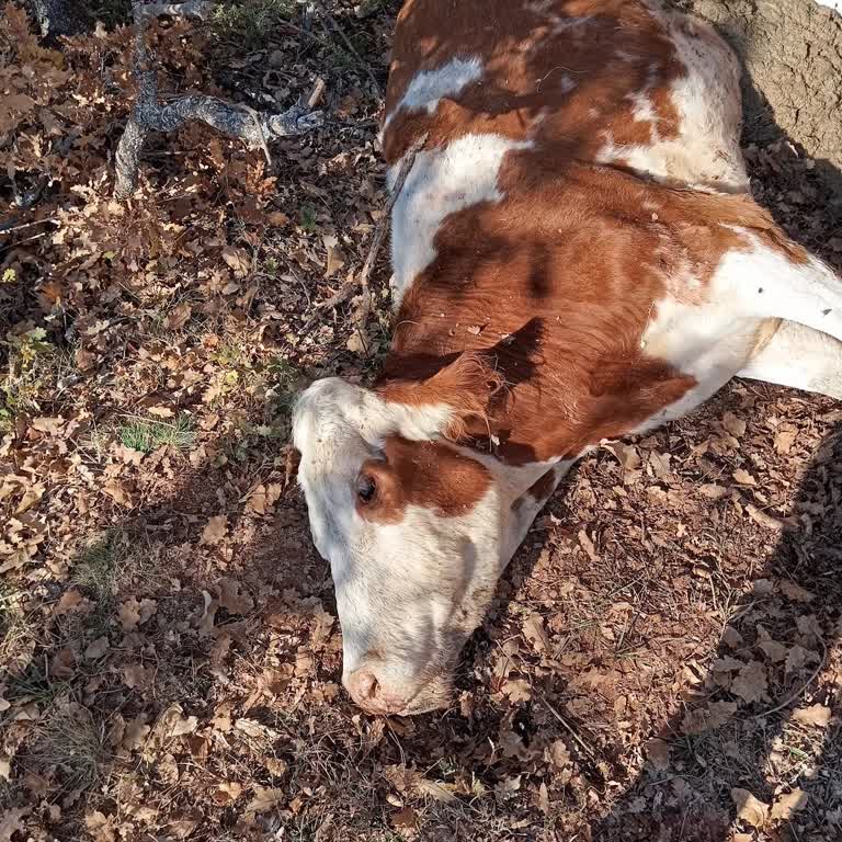 TARSİM Dosyamda 70 Bin TL Tazminat Gecikiyor