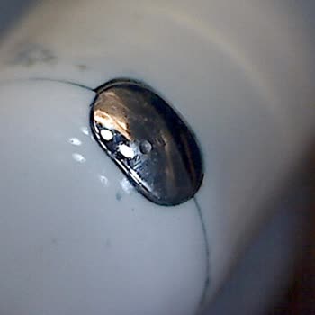 Apple Garanti Kapsamındaki Airpods Arızası Kullanıcı Hatası Olarak Belirlenip 7.000 TL Ücret Talebi