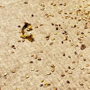 Little Caesars Pizzasında Saç Ve Hijyen Sorunu