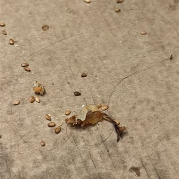 Little Caesars Pizzasında Saç Ve Hijyen Sorunu