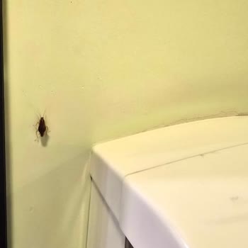 Ankamall AVM Bebek Bakım Odasında Hamamböceği!