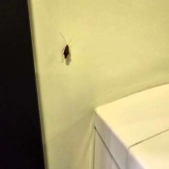 Ankamall AVM Bebek Bakım Odasında Hamamböceği!