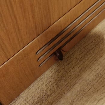 Hamam Böceği Oda Hijyenini Bozdu, Otelden Özür Bekliyorum