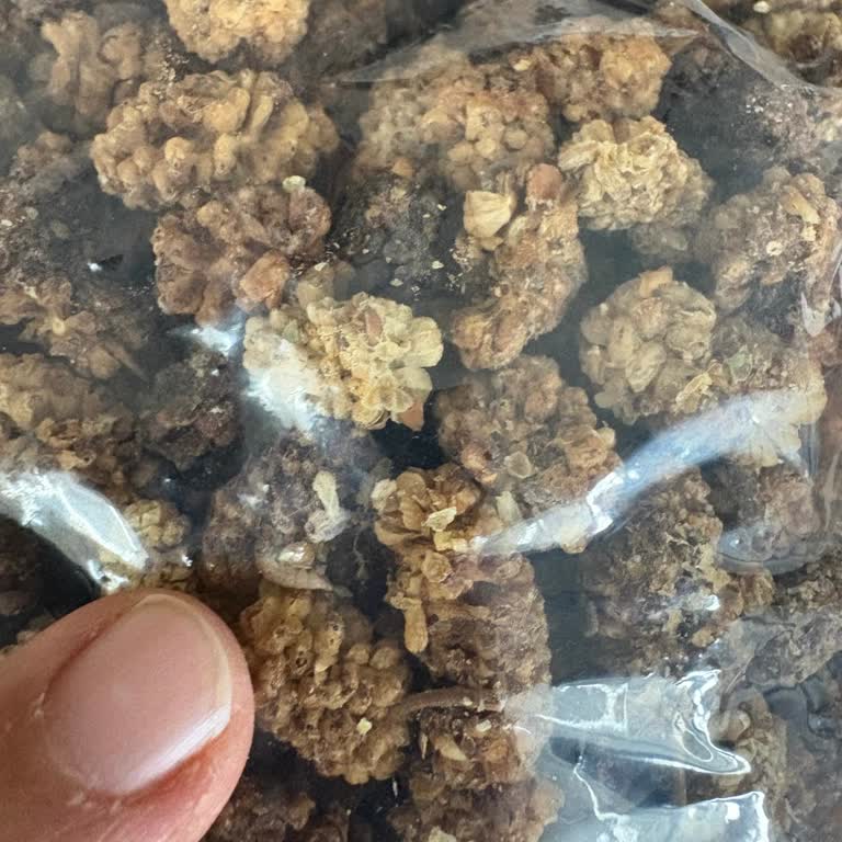 Kuru Dutta Kurt Ve Bozulmuş Ürün, İade Süreci Uzuyor