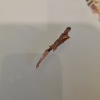 Tavuk Tırnağı İçeren Dürüm Hijyen İhlali Ve Sağlık Tehlikesi