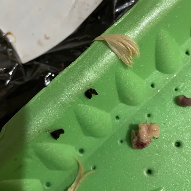 Kanatlarda Tam Tüy Sorunu: Hijyen Ve Gıda Güvenliği Endişesi