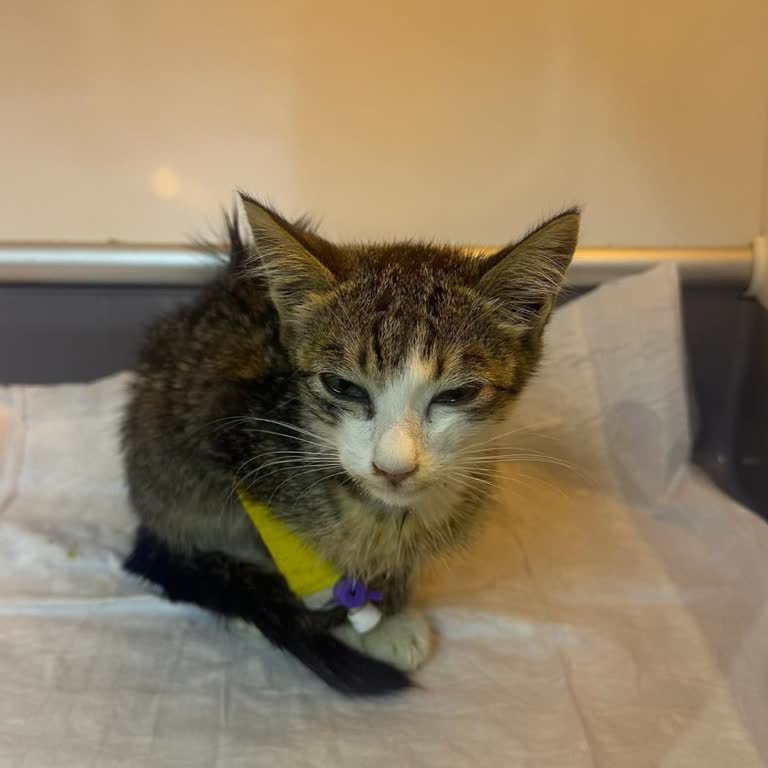 Şişli Belediyesi Veterinerinde Kaba Üslup Ve Hijyen Eksikliği